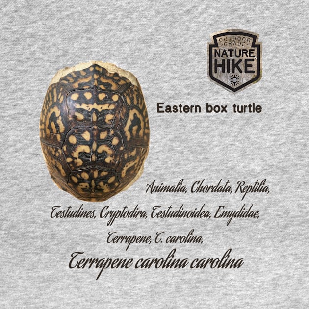 Eastern Box Turtle Shell Taxonomy by Nature Hike